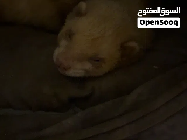 نمس ذكر اليف لعوب