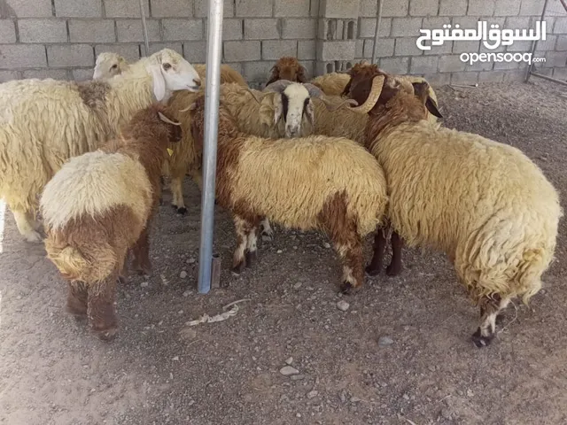 Eid sheep اضاحي العيد