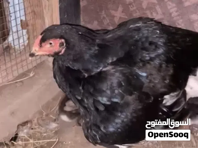 دجاجه باكستانيه مع سته صوص