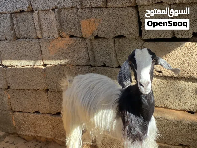 عنز ربي يبارك