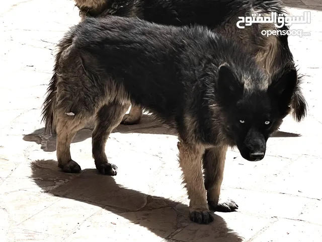 هاسكي مع بلاك جرمن الام هاسكي والاب بلاك جرمن مكس فخم