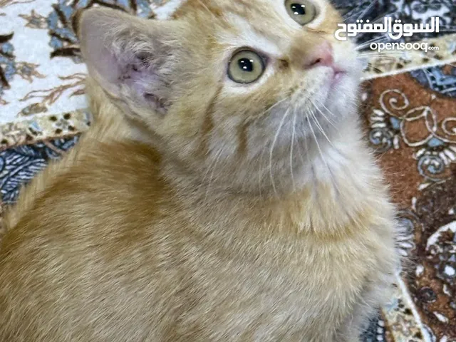 قط ذكر للتبني