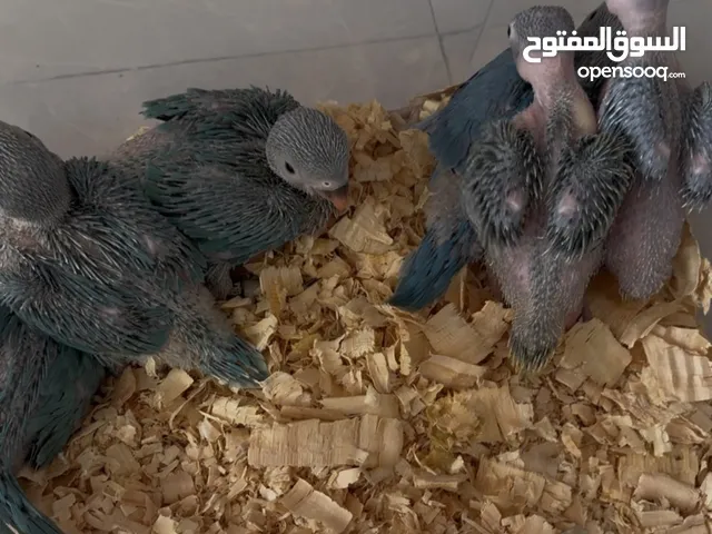 درة هولنديات Ringneck babies