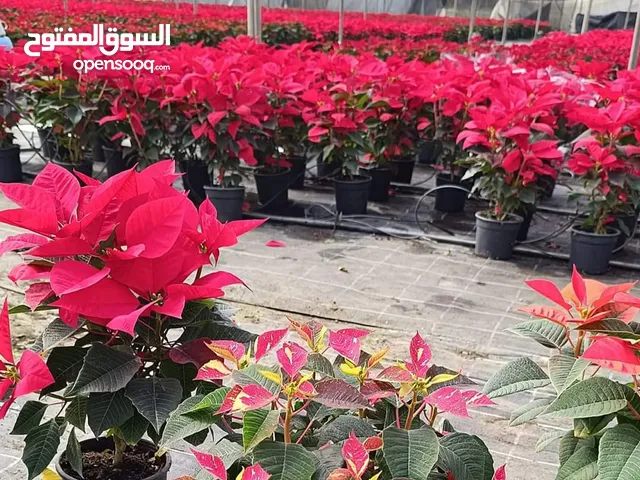 تنسيق حدائق خاصه والعامة على حسب المساحه.وتركيب شبكة الري و يوجد جميع الانواع الاشجار المثمرة