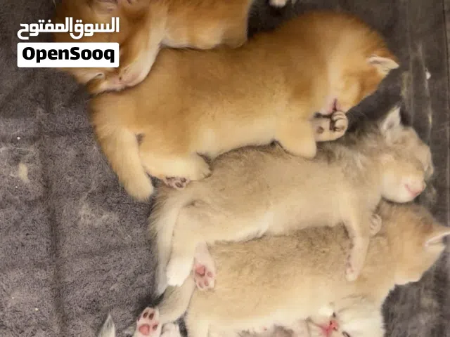 british golden short/long hair for sale