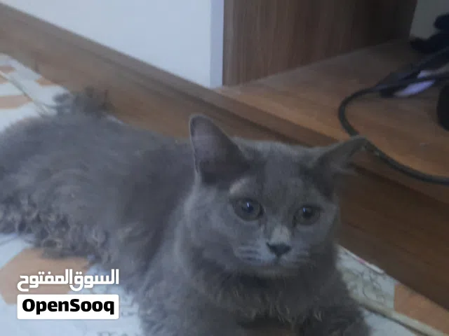 بزونة اليفة