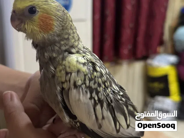 كوكتيل حبشي للبيع