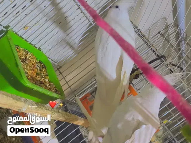 جوز عصافير كوكتيل البينو عين حمرا