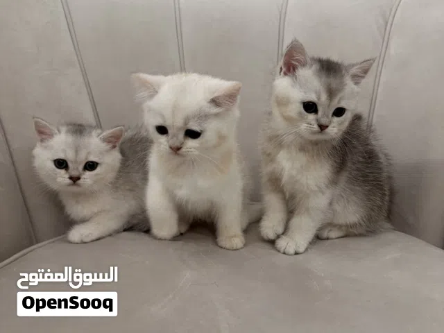 كيتنز مستوى عالي جداً