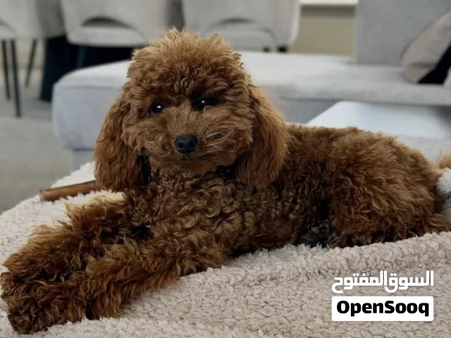 توي بودل احمر  Red Toy poodle