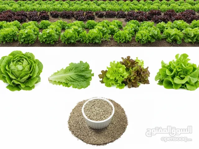 100الف بذرة من الخس الامريكي