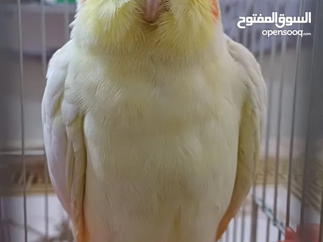 ببغاء كوكتيل اصفر البينو عين حمرا جاهز لبيتو الجديد للبيع بسعر مغري جدا جدا جدا جدا جدا جدا جدا ج