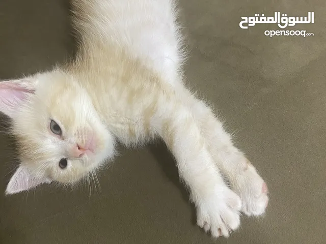 قطط للبيع والتبني في قطر : صغيرة : قطط فرعونية : شيرازي : صور : أرخص الأسعار