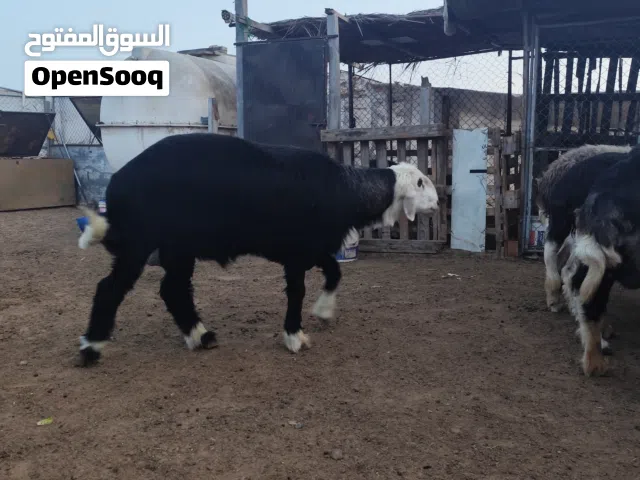 كبش ضخم تهجين نجدي