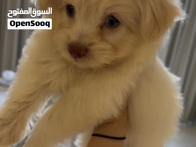 انثى مالتيبو maltipoo عمر شهرين