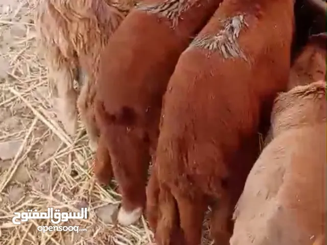 طليان اضاحي