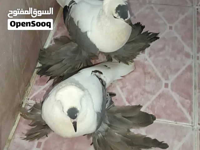 حمام تاجي كوشي كامل
