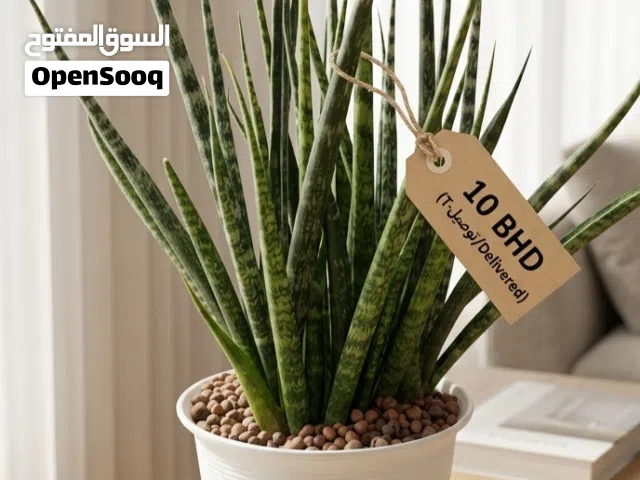 Striking Sansevieria Fernwood!Only 10 BD!