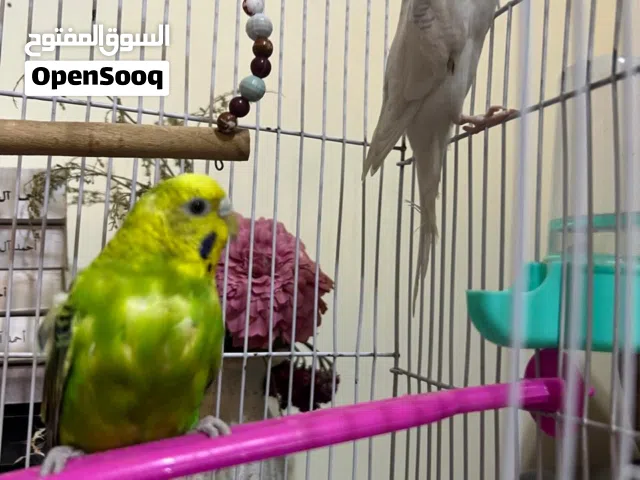 للبيع جوز طيور استرالي بسعر لقطه