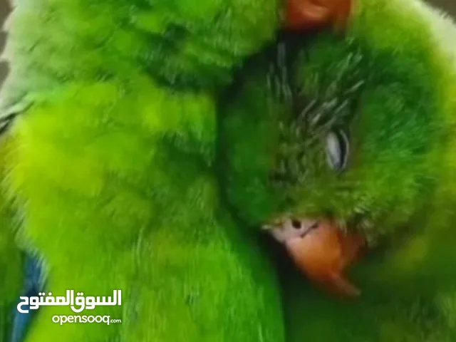 فروخ دره للبيع..