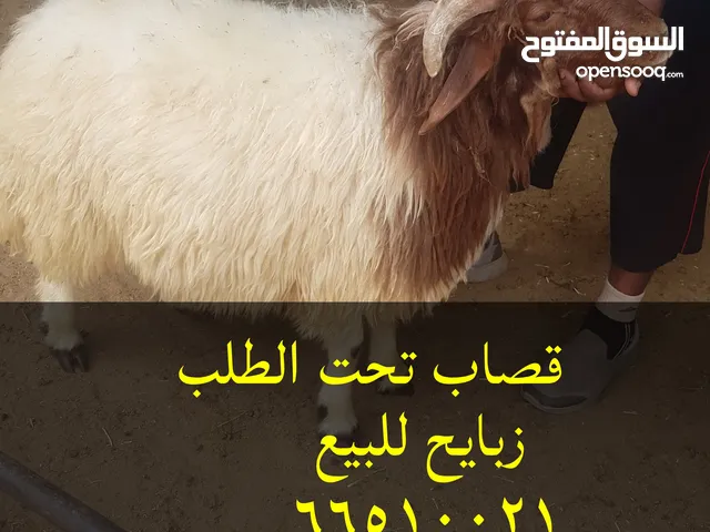قصاب تحت الطلب +زبايح للبيع