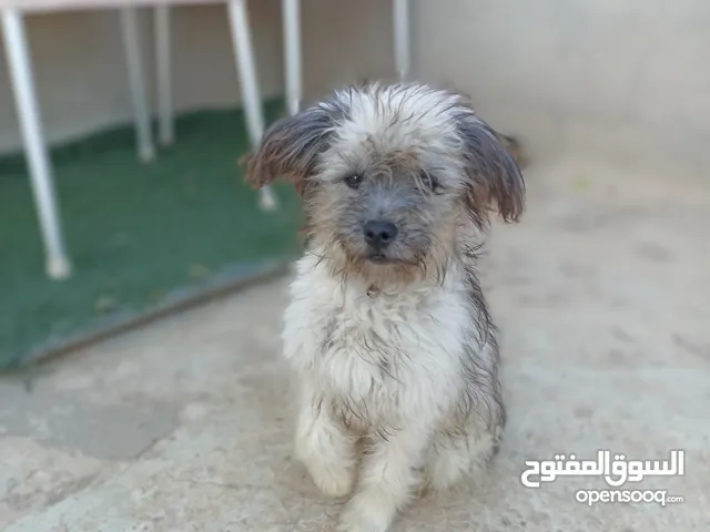 سلام عليكم متاح زوز كلاب زينة دكر وانتى