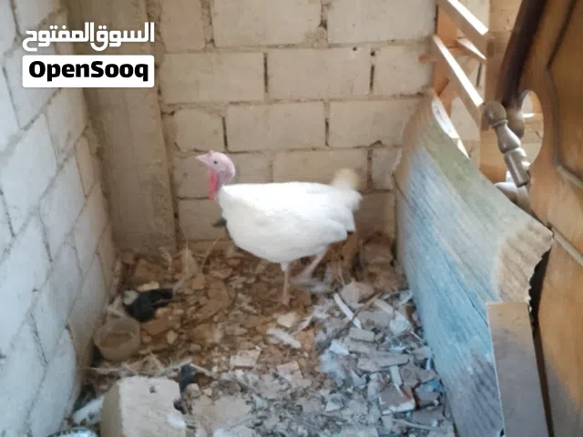 ديك حبش  هولندي
