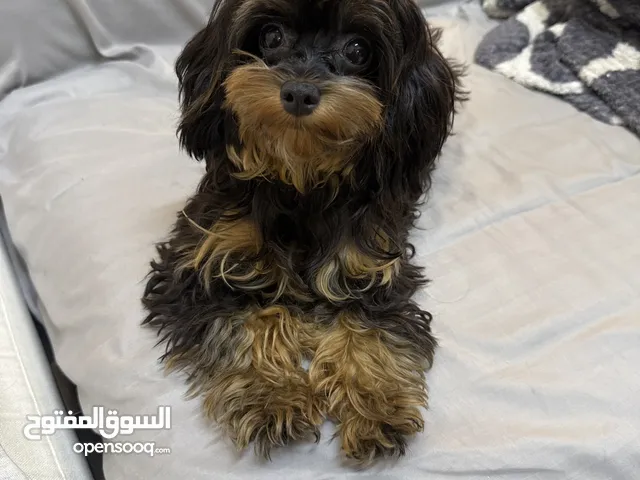 Small doll cute podell dog