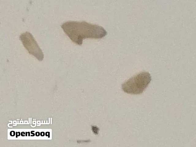 كرستال لامع