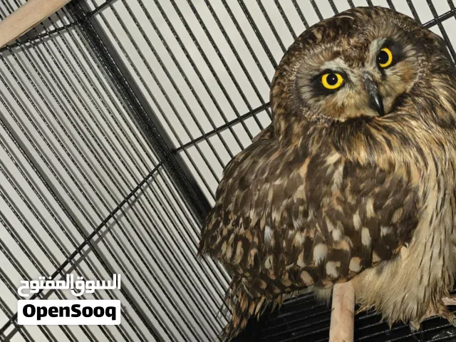 بومة  نسرية