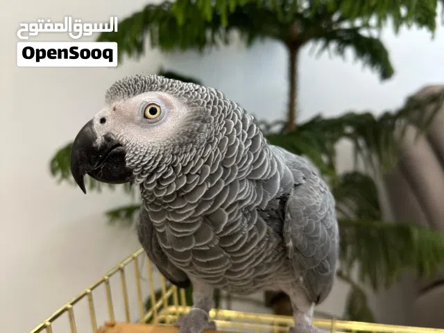 African Grey Parrot