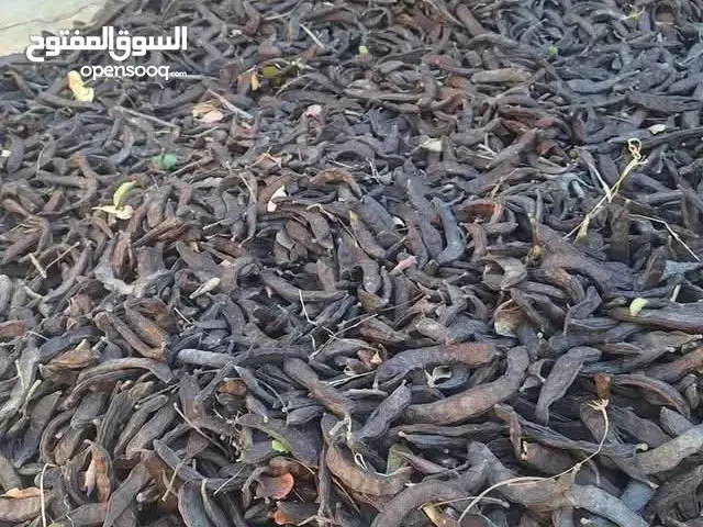 خروب للبيع