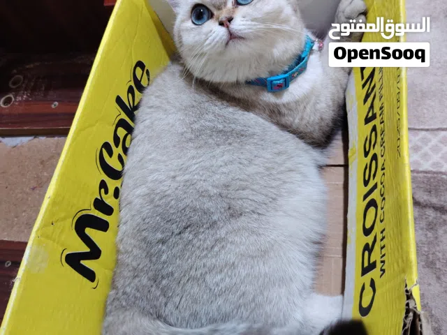 قطة للبيع 2024