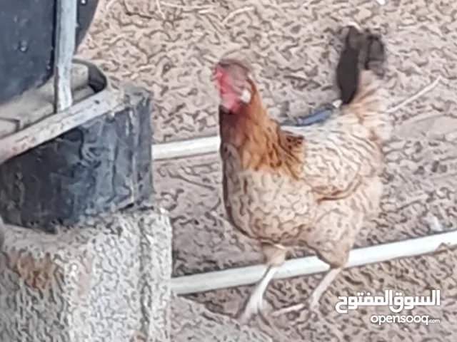 سلام عليكم متوفر لدينا دجاج عربي فراريج زهرة