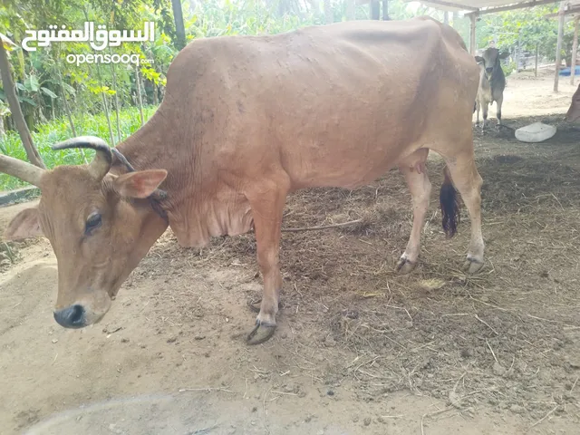 بقرة باكستانية