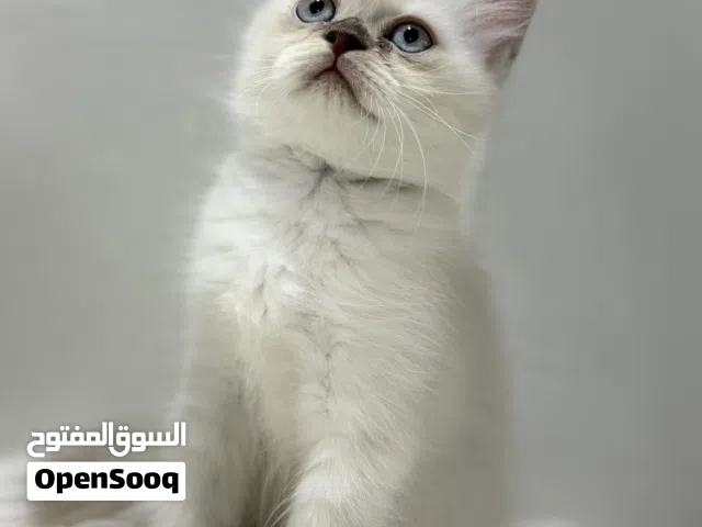 قطط كتن راغدول همالايا للبيع kittin for sale