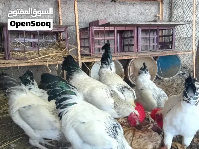 للبيع دياكه فرنسيه.
