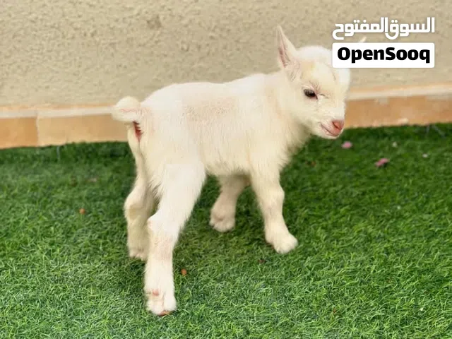 ماعز قزم مستوى عالي وبصحه ممتازه جدا للبيع