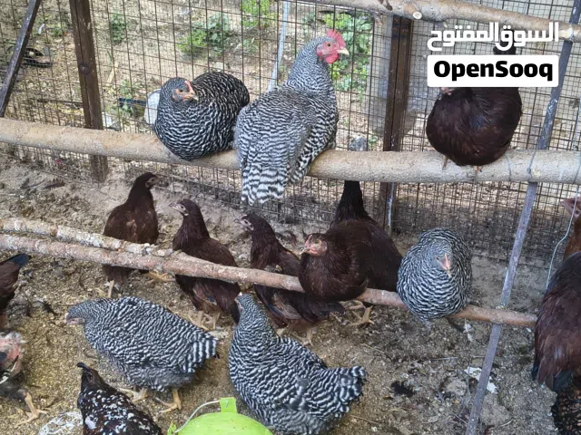 دجاج رود ايلاند  وبلايموث روك وفرخات بلدي  وبط