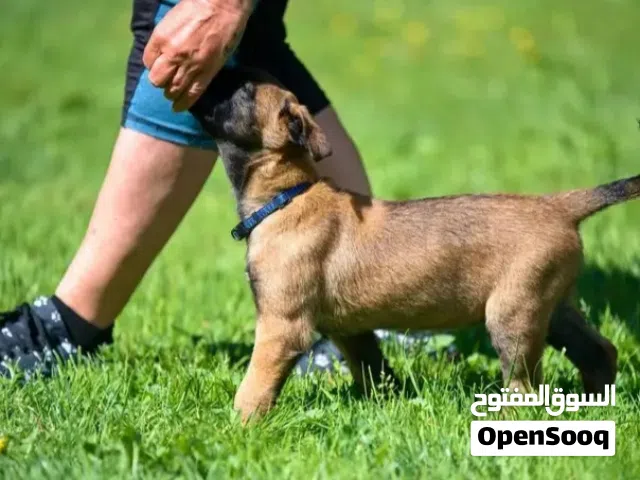 اكاديميه الكلب المثالي متخصصة في تدريب كلاب