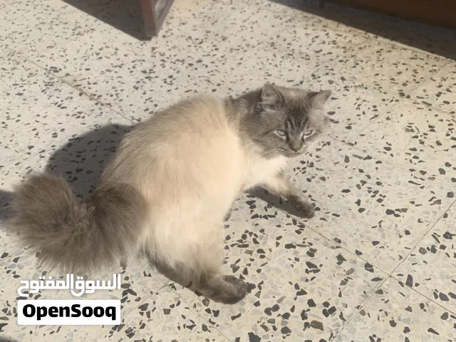 قط سيامي عالفارسي نبي انتي للتزاوج