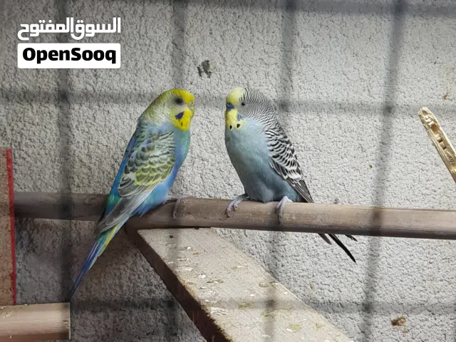 زوج طيور حب رينبو مزاويج على وجه ابياض  السعر  20  الف