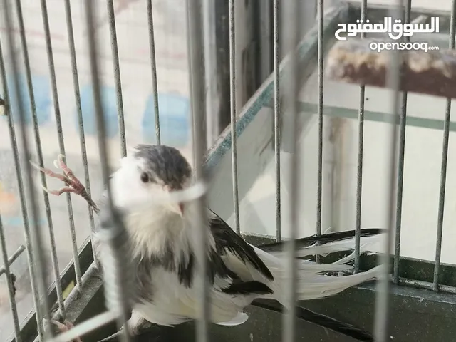 فحول نار وجواز