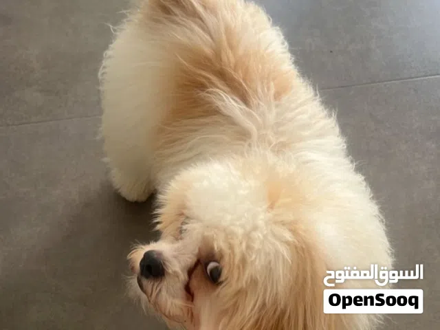 كلب للبيع لداعي السفر