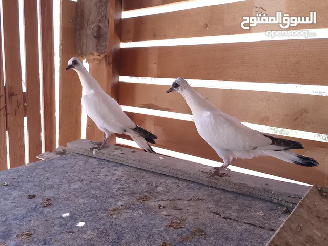 فراخ شلبي الماني