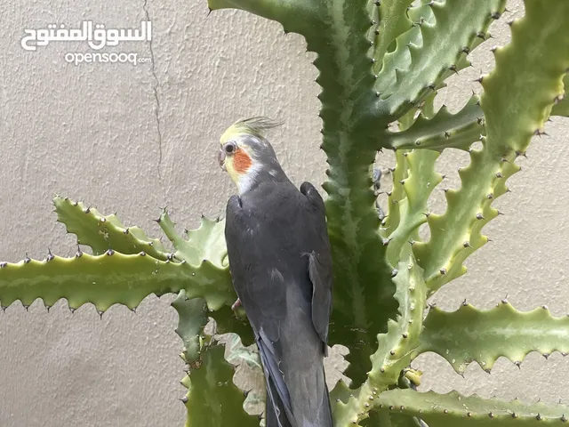 ببغاء كوكتيل للبيع(قابل للتفاوض)