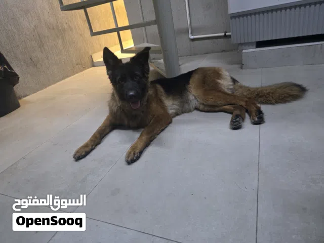 انثى جيرمن شيبرد