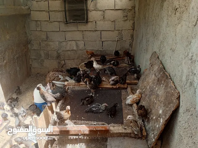 فرخات بلديات وفيومي عمر شهر ونص صحه ونظافه مطعمات كورس مطاعيم