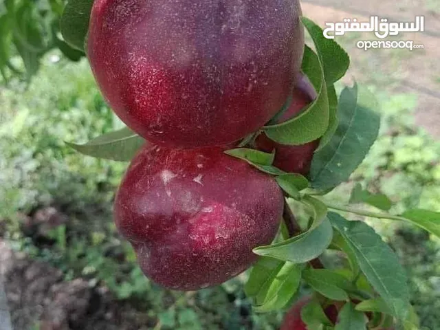 تنسيق حدائق