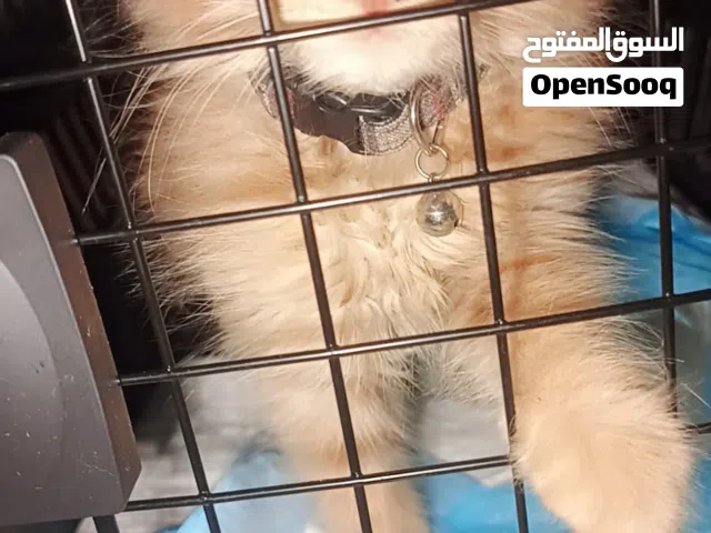 “شيرازي مون فيس ميكس لون زنجبيل”
